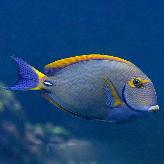 EYESTRIPE SURGEONFISH 