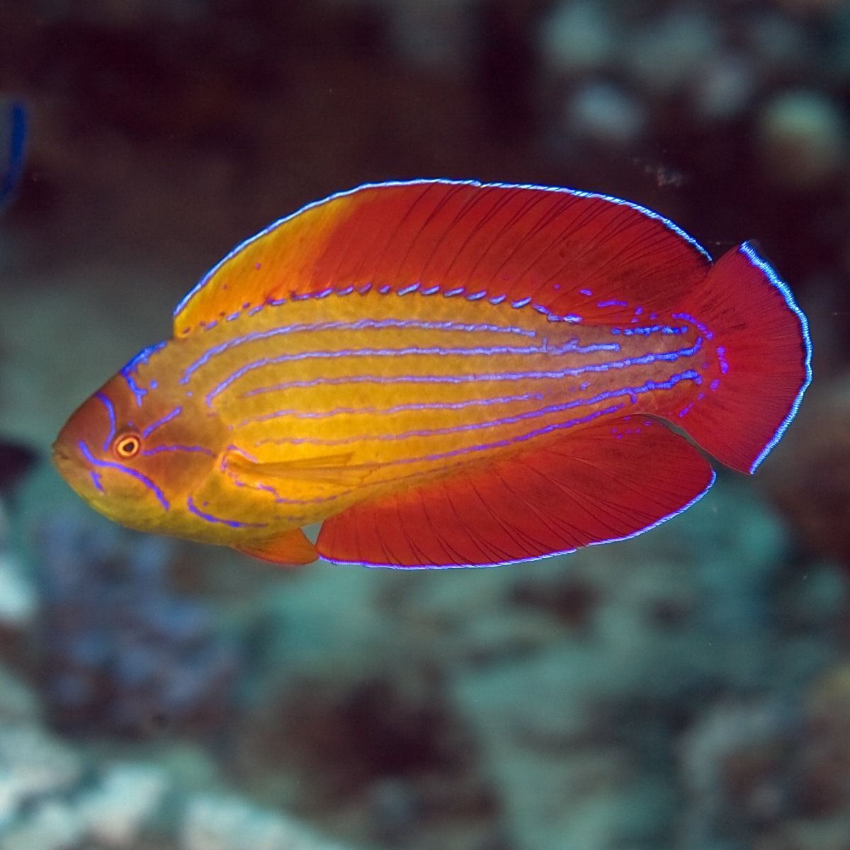 EIGHTLINE FLASHER WRASSE