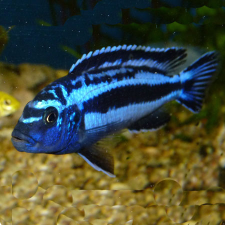 BLUE JOHANNI CICHLID