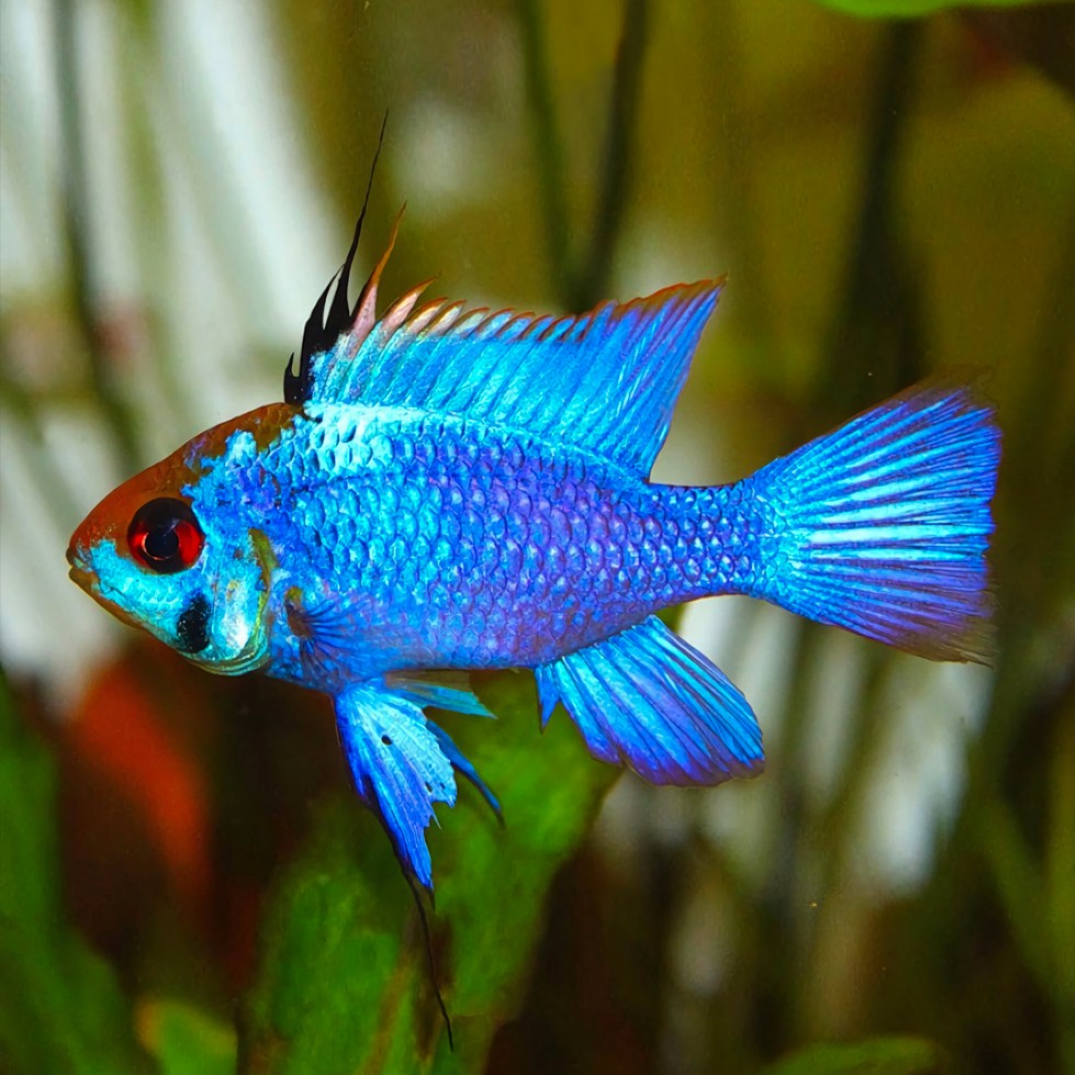 COBALT BLUE RAMIREZI