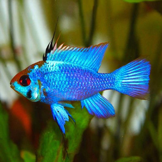 COBALT BLUE RAMIREZI