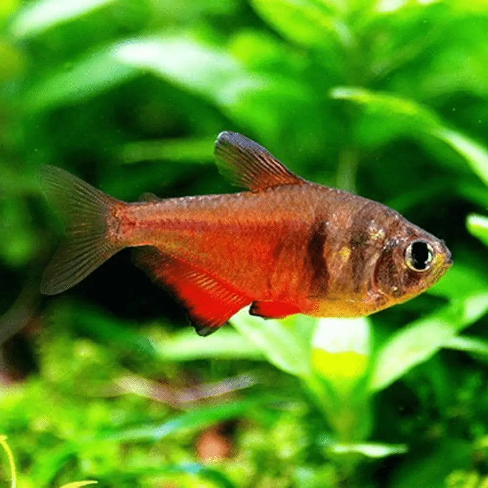 FALSE FLAME TETRA