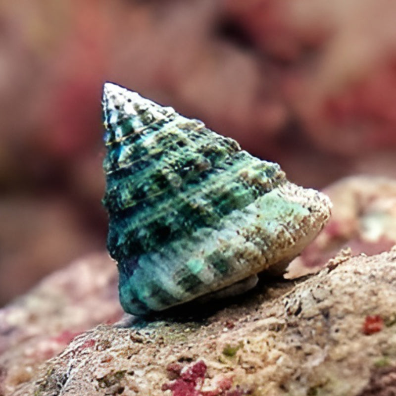 SMALL PYRAMID SNAIL