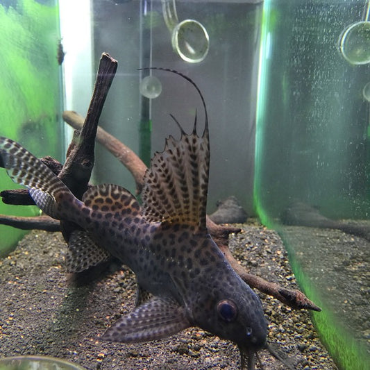 FEATHERFIN SYNODONTIS