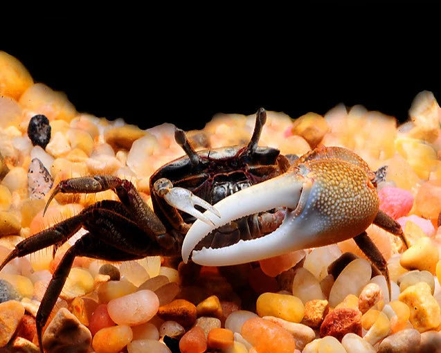 FIDDLER CRAB