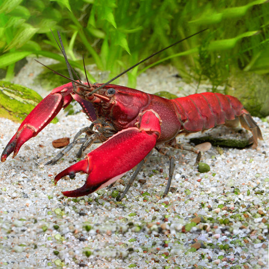 FIRE LOBSTER PAPUA