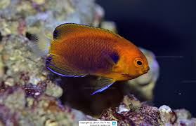 FISHERI ANGELFISH
