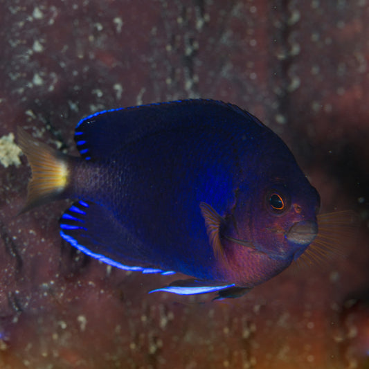 FISHERI ANGELFISH