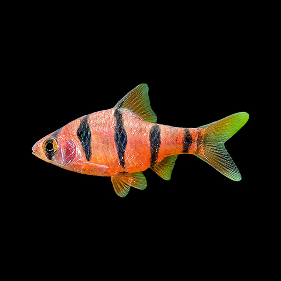 FIVE BANDED BARB