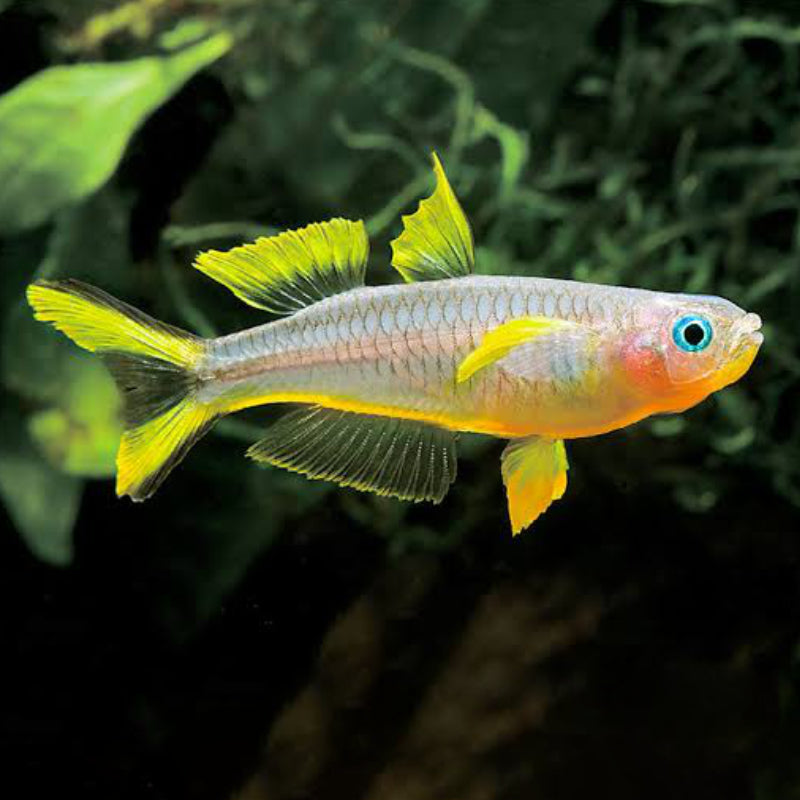 FORKTAIL RAINBOW