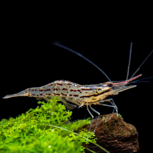 FRESHWATER PRAWN LIVE