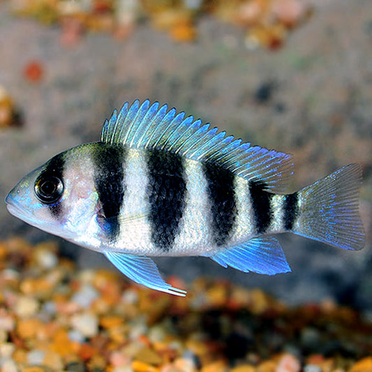 FRONTOSA CICHLID