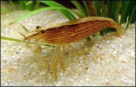 FAN SHRIMP