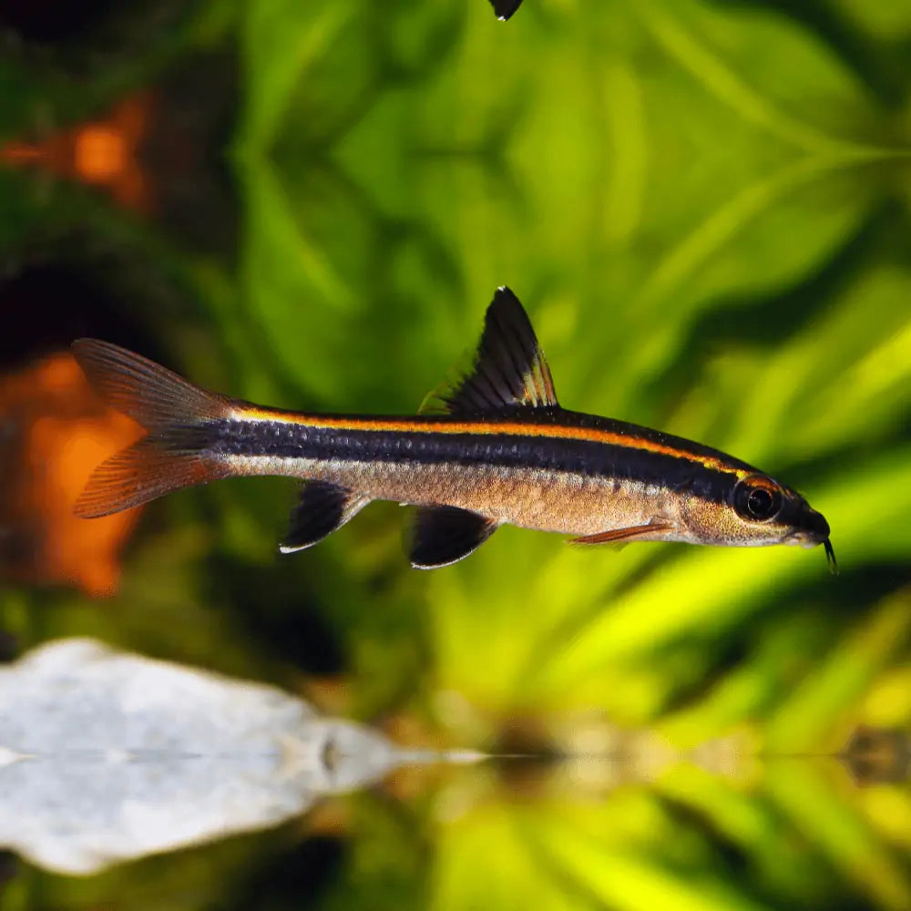 FLYING FOX (RED) ALGAE EATER