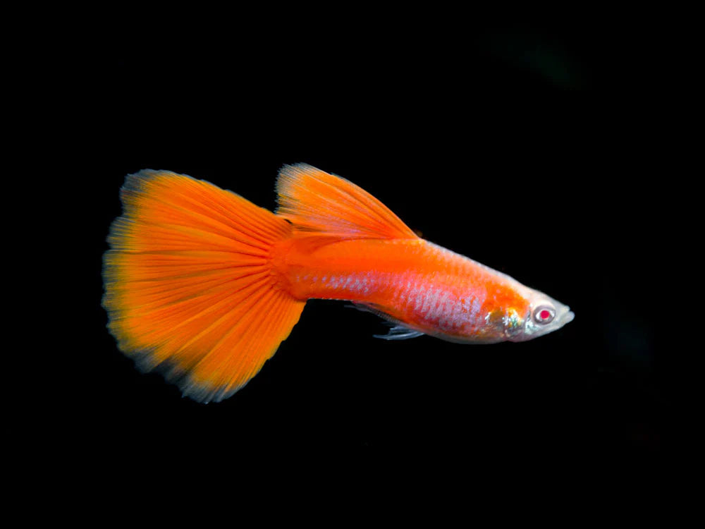 ALBINO FULL RED GUPPY