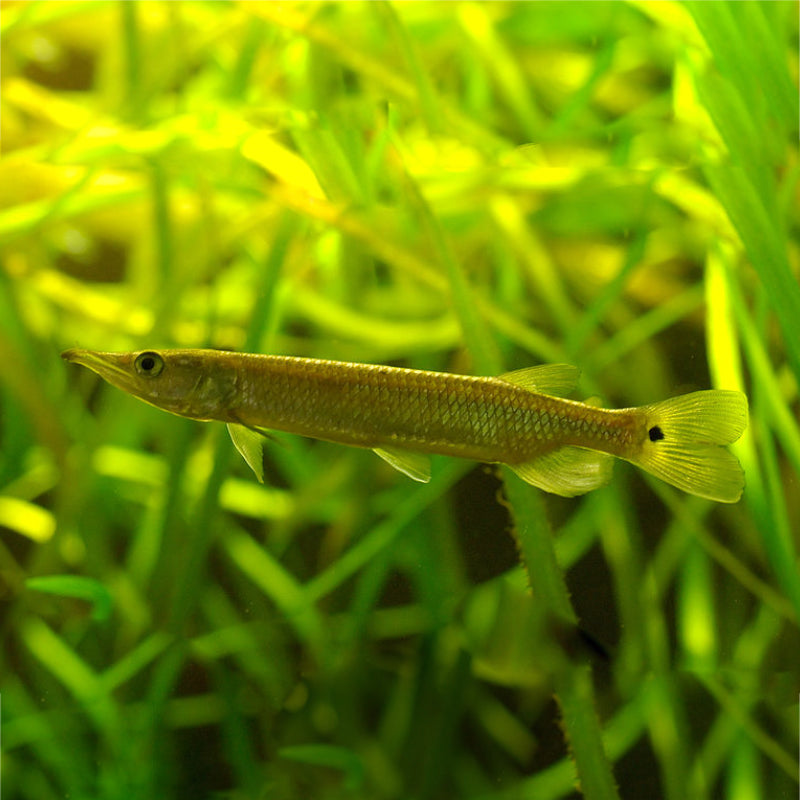GAR CHARACIN