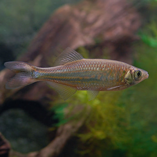 GIANT DANIO