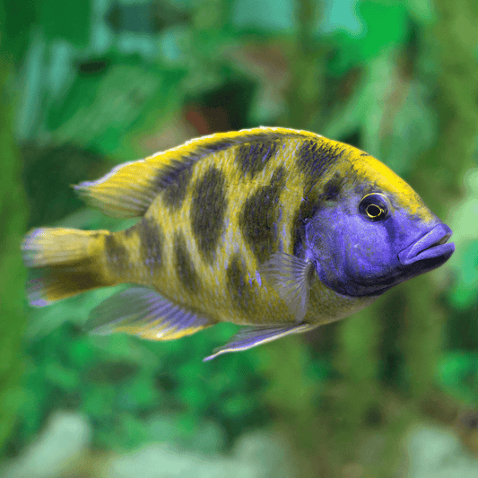GIRAFFE CICHLID