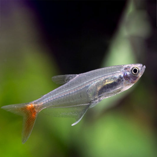 GLASS BLOODFIN TETRA