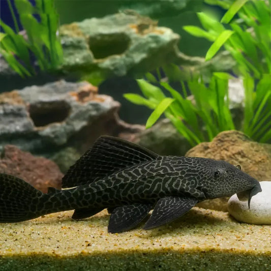 GLASS CLEANER PLECOSTOMUS