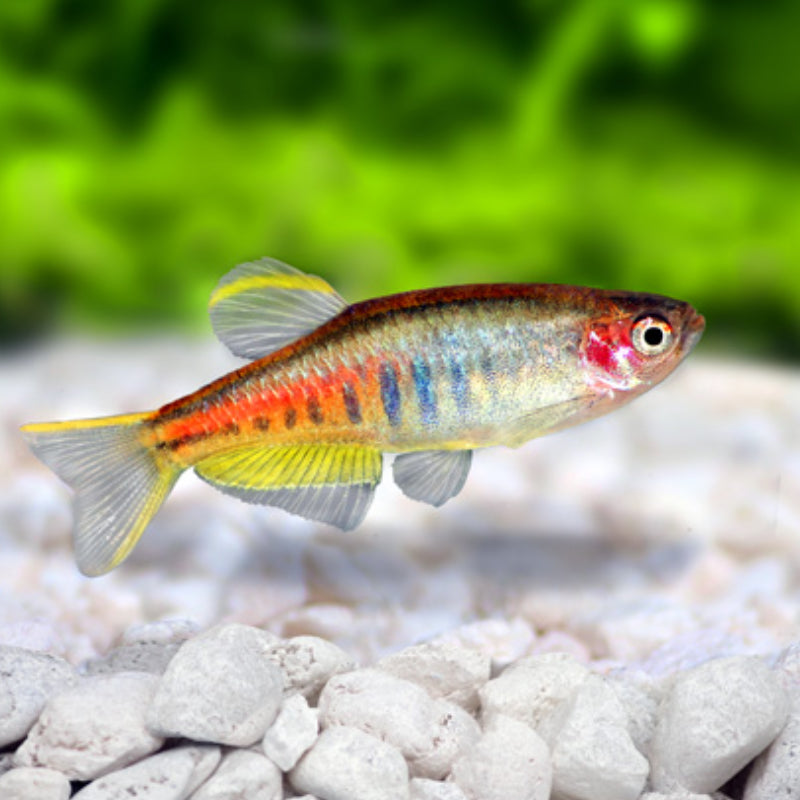 GLOW LIGHT DANIO