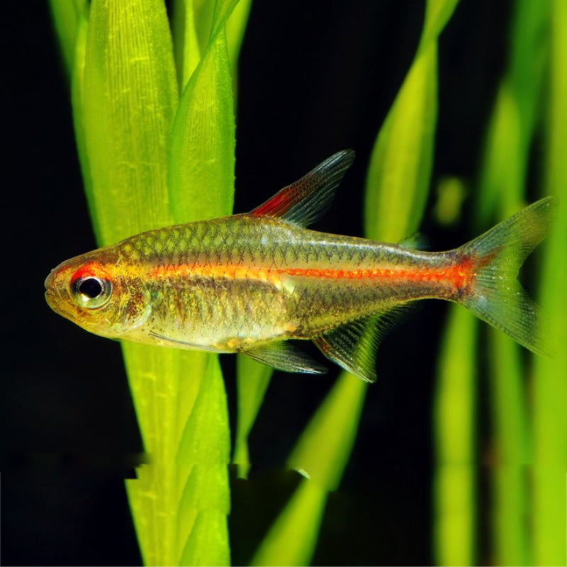 GLOW LIGHT TETRA