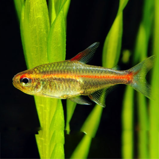 GLOW LIGHT TETRA