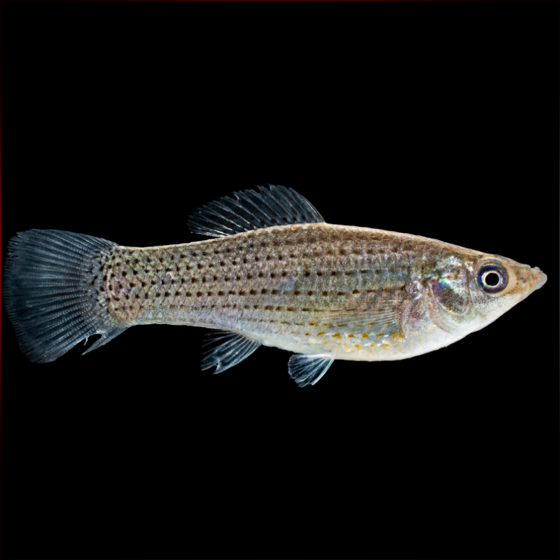 GOLDEN AND WHITE MOLLY SAILFIN