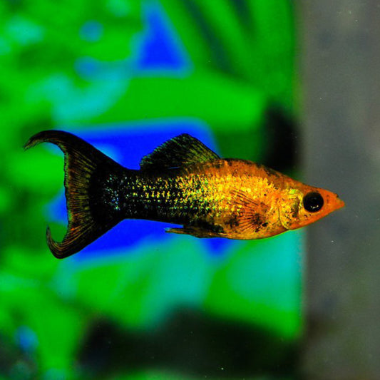 GOLDEN BLACK PLATY LYRETAIL