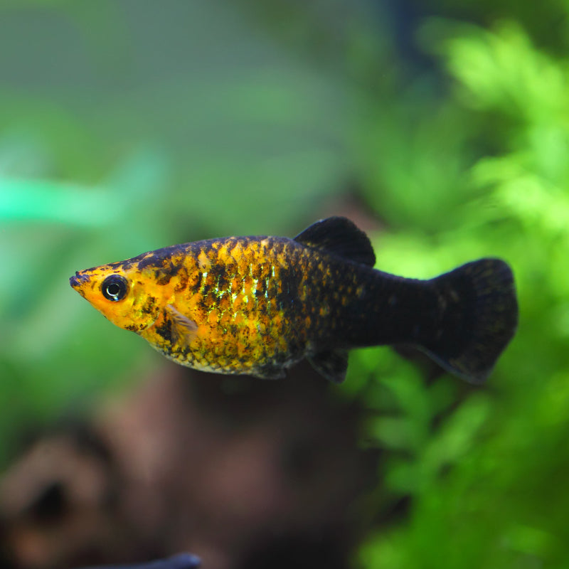 GOLDEN BLACK PLATY
