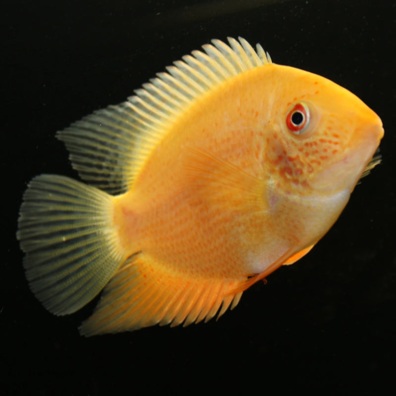 GOLDEN CEVERUM CICHLID