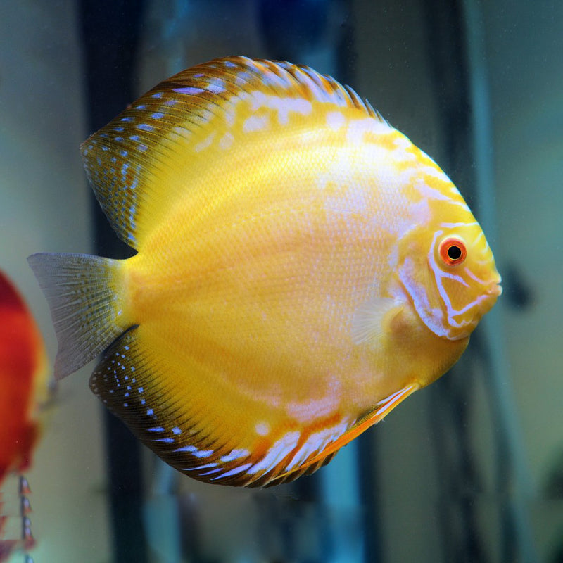 GOLDEN CRISTAL DISCUS