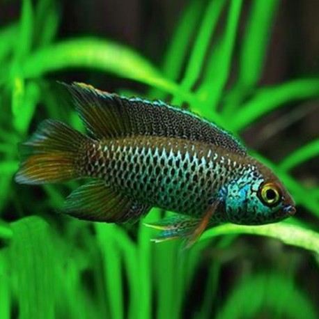 GOLDEN DWARF CICHLID