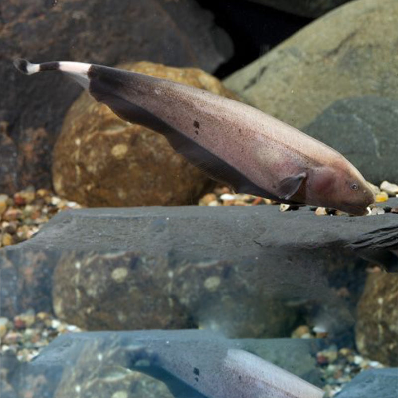 GOLDEN GHOST KNIFEFISH