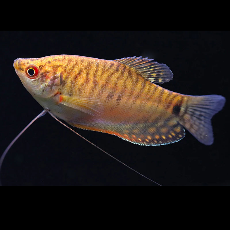 GOLDEN GOURAMI