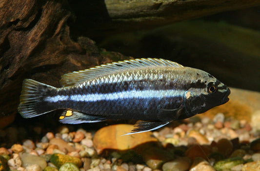 MABUNA CICHLID