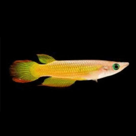 GOLDEN PANCHAX WONDER