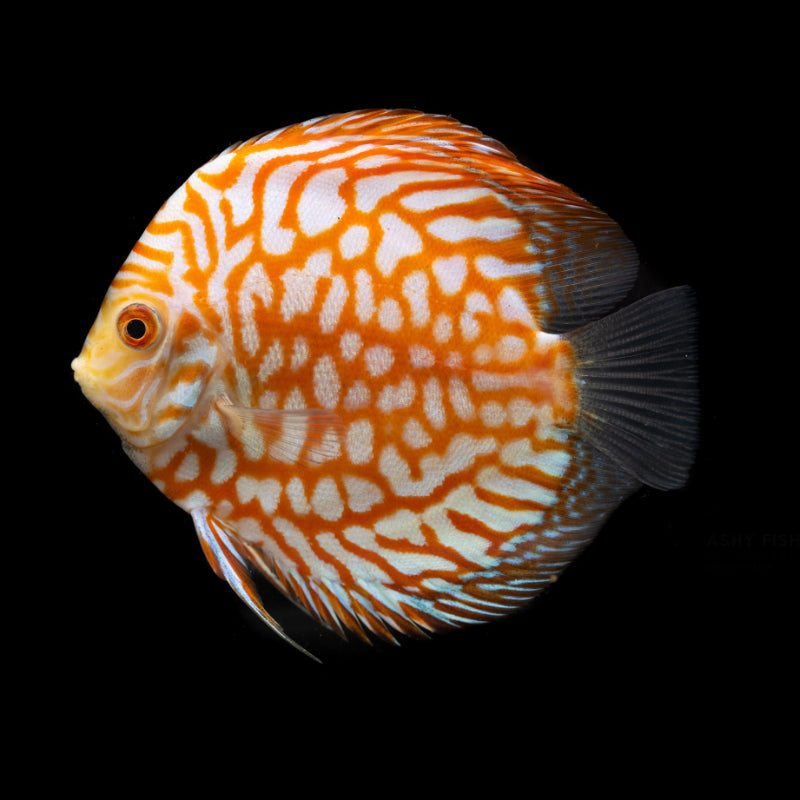 GOLDEN PIGEON DISCUS
