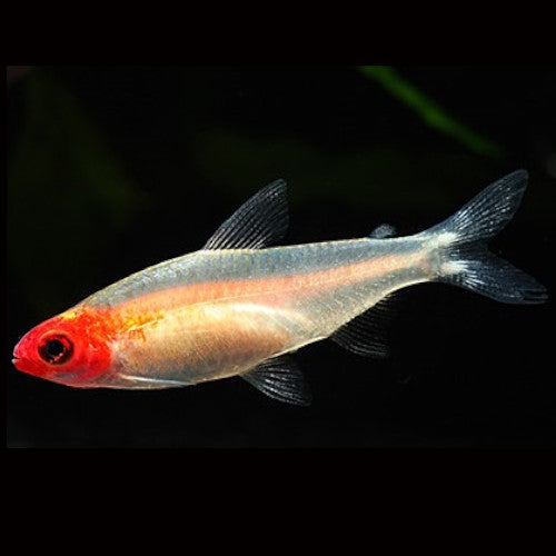 GOLDEN RUMMY NOSE TETRA