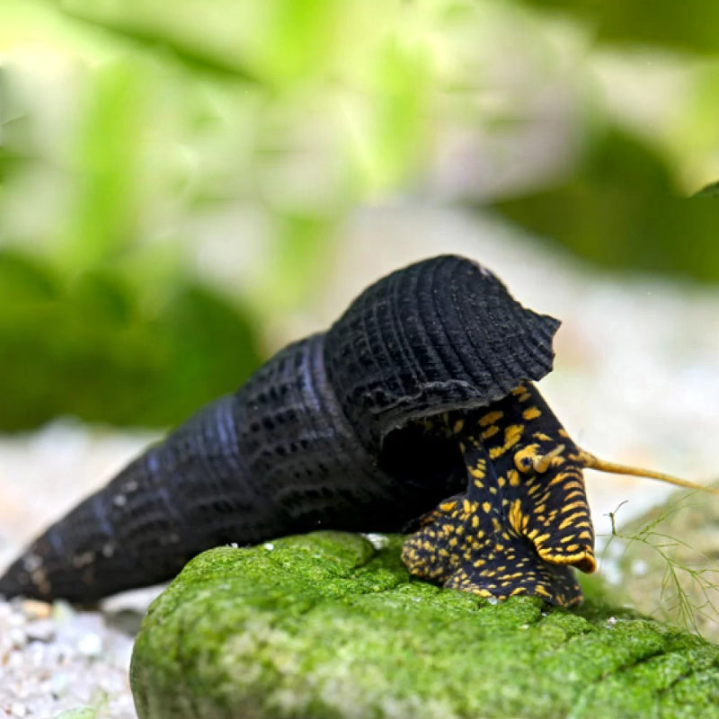 GOLDEN SPOT RABBIT SNAIL