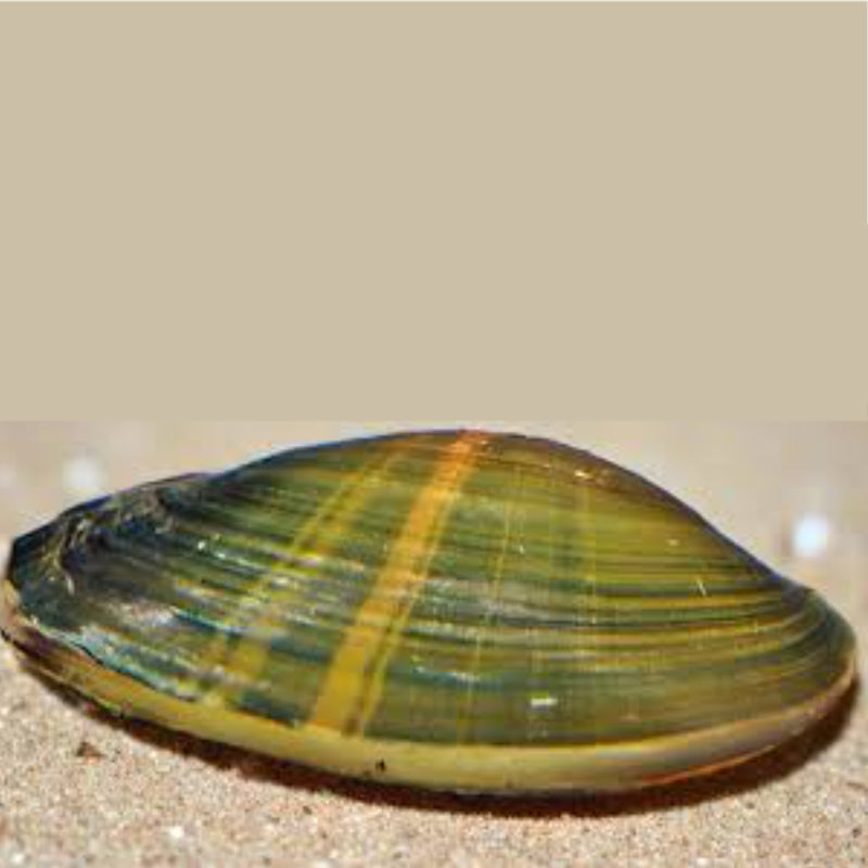 GOLDEN STRIPED GREEN CLAM