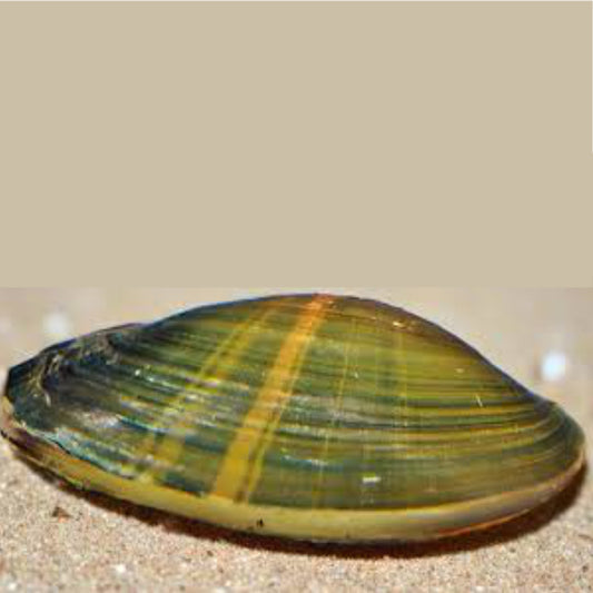 GOLDEN STRIPED GREEN CLAMB