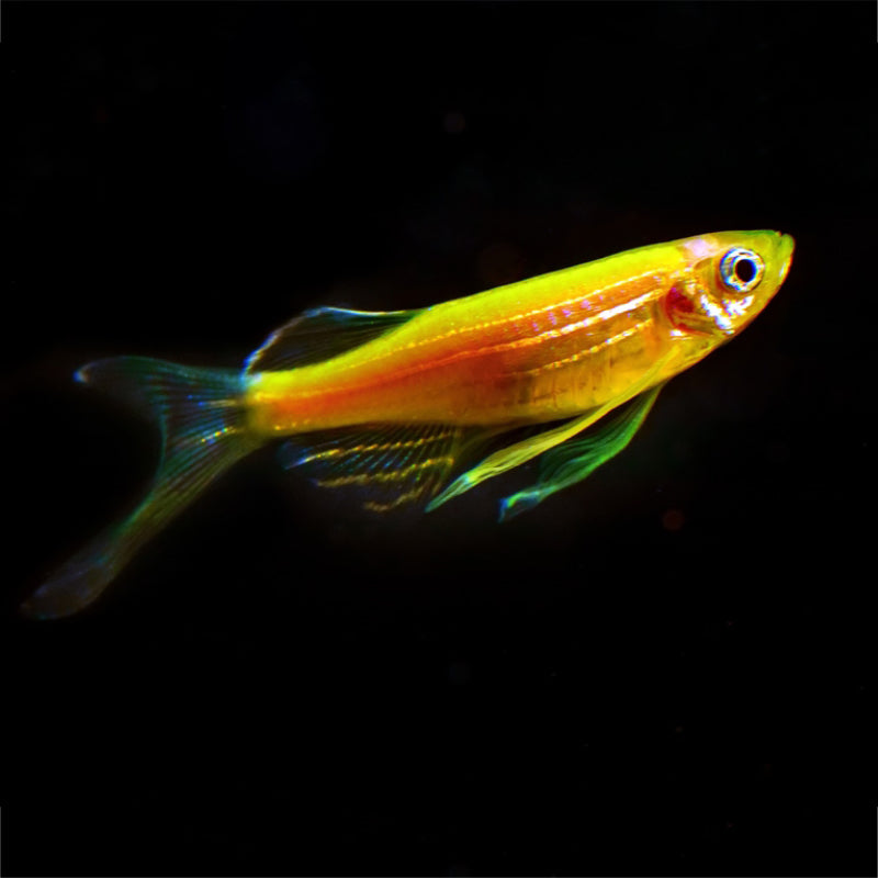 GOLDEN ZEBRA DANIO