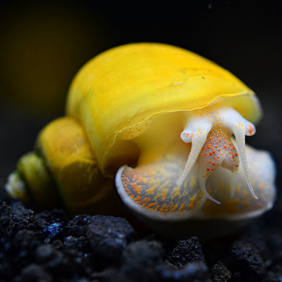 GOLD SNAIL