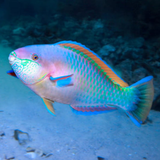 GREEN DAISY PARROTFISH