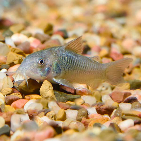 GREEN LONGTAIL CORY CATFISH