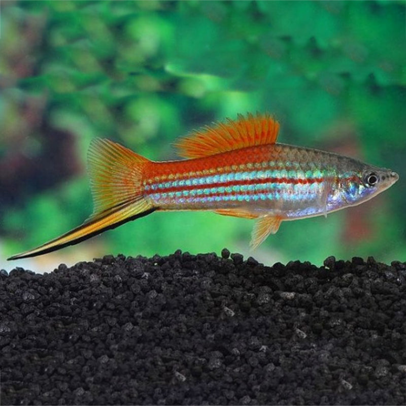 GREEN SWORDTAIL