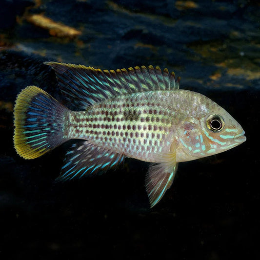 GREEN TERROR CICHLID