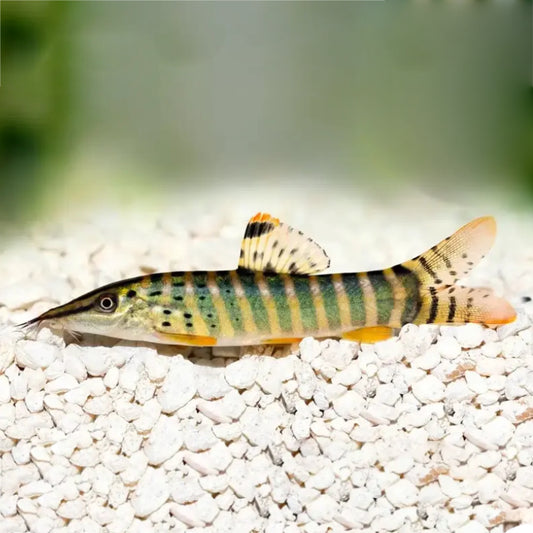 GREEN TIGER LOACH
