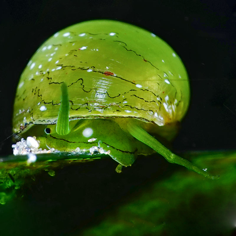 GREEN URCHIN SNAIL